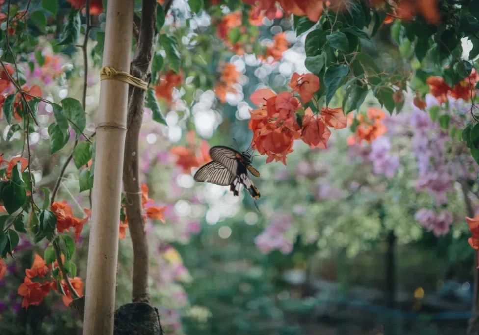 Butterfly on red flowers in a garden.