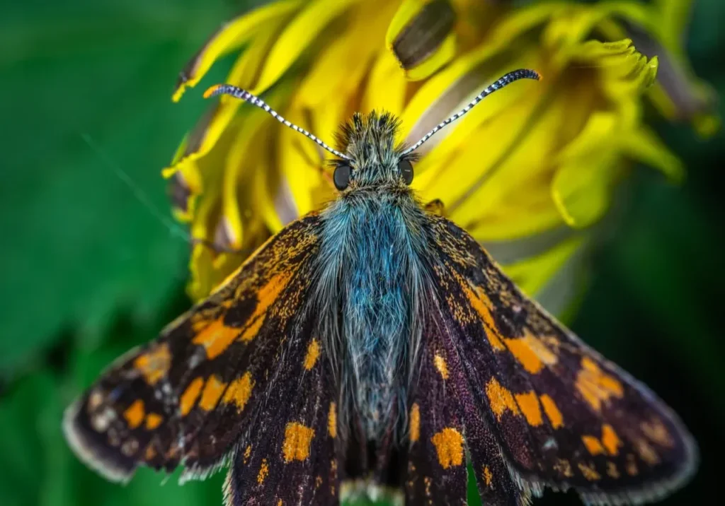 Black and orange butterfly on yellow flower.