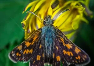 Black and orange butterfly on yellow flower.