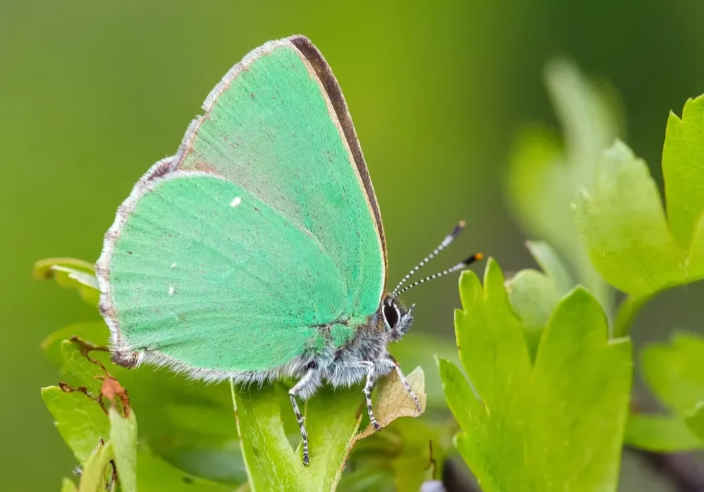 Green hairstreak butterfly on a leaf.