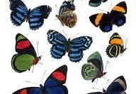 Collection of colorful butterflies on white background.