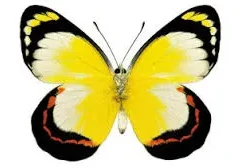 A yellow butterfly with black and red markings.