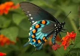 A black swallowtail butterfly on a flower.