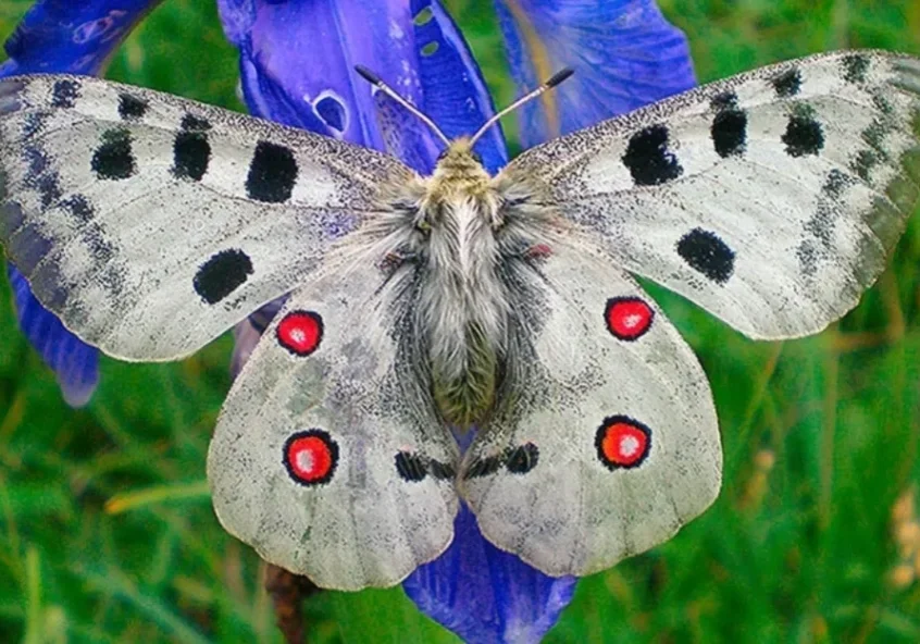 White butterfly with black and red spots.