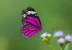 A pink butterfly perched on a flower.