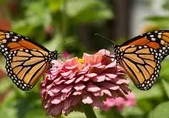 Two monarch butterflies on a pink flower.