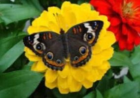 A butterfly sitting on top of a yellow flower.