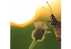 A butterfly is sitting on the flower of a plant.