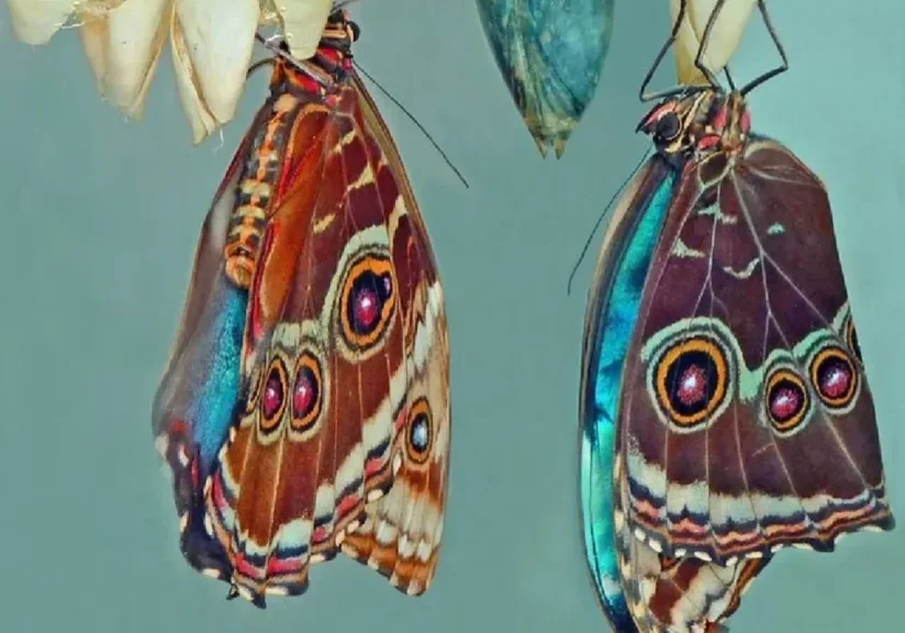 Two butterflies emerging from cocoons.