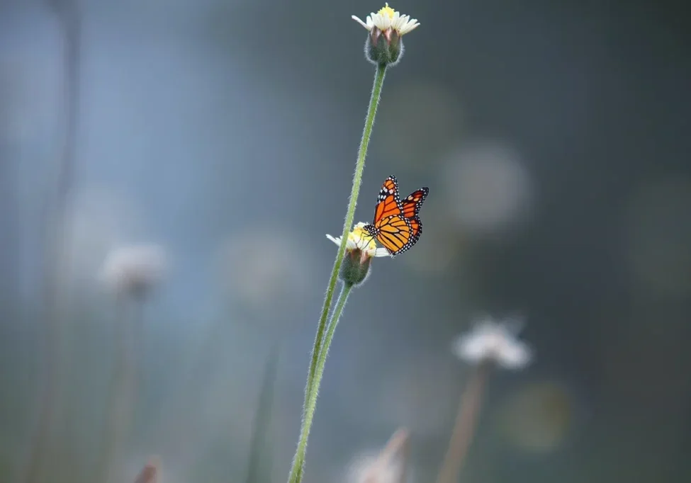 Monarch butterfly on a flower stem.