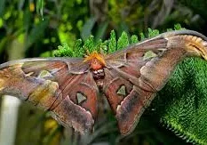 A large brown moth with outstretched wings.