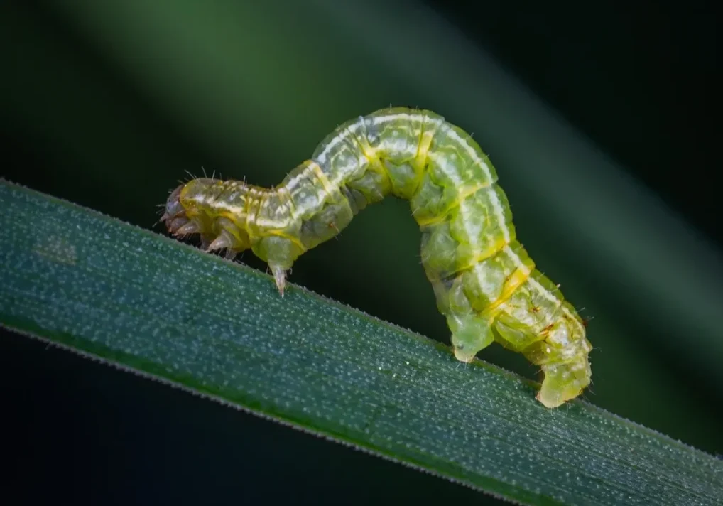 Green caterpillar crawling on a leaf.