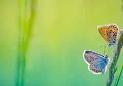 Two butterflies perched on a green stem.