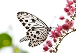 A black and white butterfly on pink flowers.