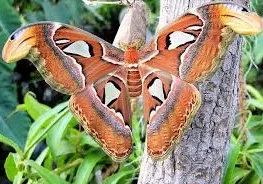 A large, brown Atlas moth on a branch.