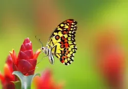 A colorful butterfly on a red flower.