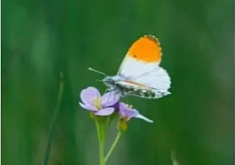 Orange tip butterfly perched on a flower.