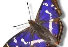 A purple and brown butterfly with wings spread.