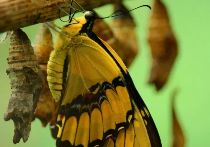 Yellow butterfly on a branch with chrysalises.