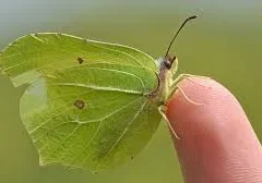 A pale green butterfly perched on a finger.