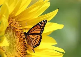 A butterfly perched on a sunflower.