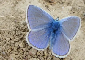 Blue butterfly on dirt ground.