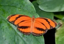 Orange butterfly with black stripes on a leaf.