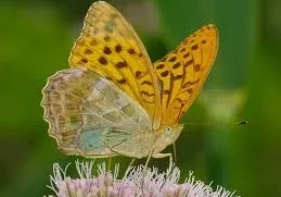 A yellow and brown butterfly on a flower.