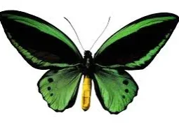 Green and black butterfly with yellow antennae.