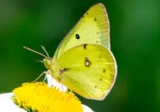 Yellow butterfly on a yellow flower.