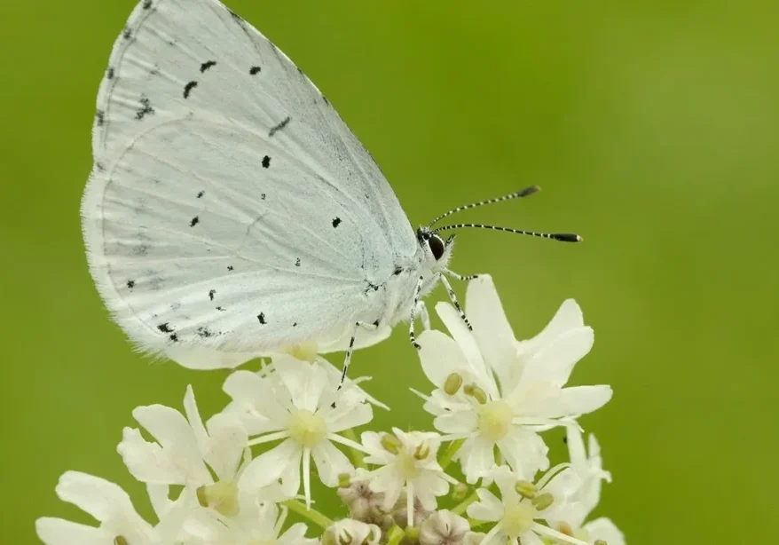 White butterfly on white flower.