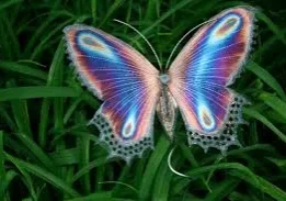 A colorful butterfly perched in green grass.