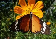 A butterfly perched on a yellow flower.