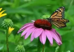 Monarch butterfly on a purple flower.