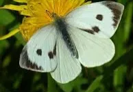 White butterfly with black spots on a yellow flower.