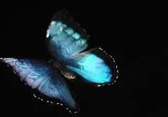 Blue butterfly with wings spread against a black background.