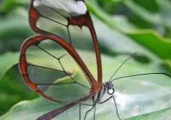 A glasswing butterfly with transparent wings.