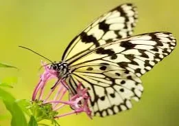 Black and white butterfly on a pink flower.