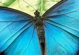 Blue Morpho butterfly with open wings.