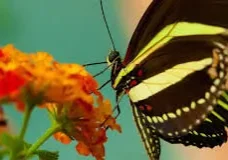 A black and white butterfly feeding on a flower.