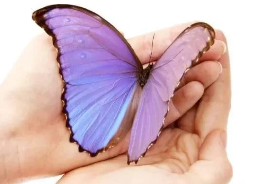 Purple butterfly resting in cupped hands.